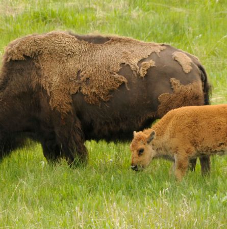 Yellowstone Hot Spot