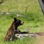 Black Bear peeking from behind a log