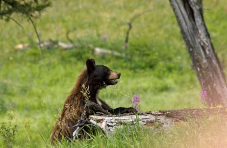 Black Bear peeking from behind a log