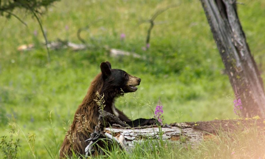 Black Bear peeking from behind a log