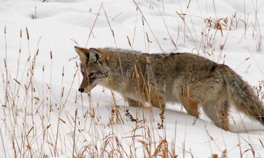 Coyote in a snowy field