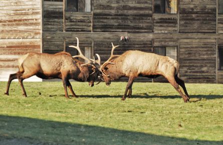 Two elk butting heads