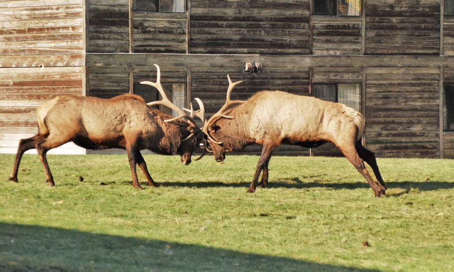 Two elk butting heads
