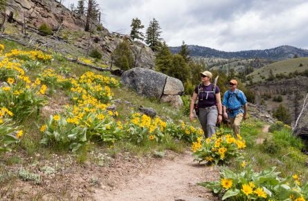 Hikers on trail with yellow flowers
