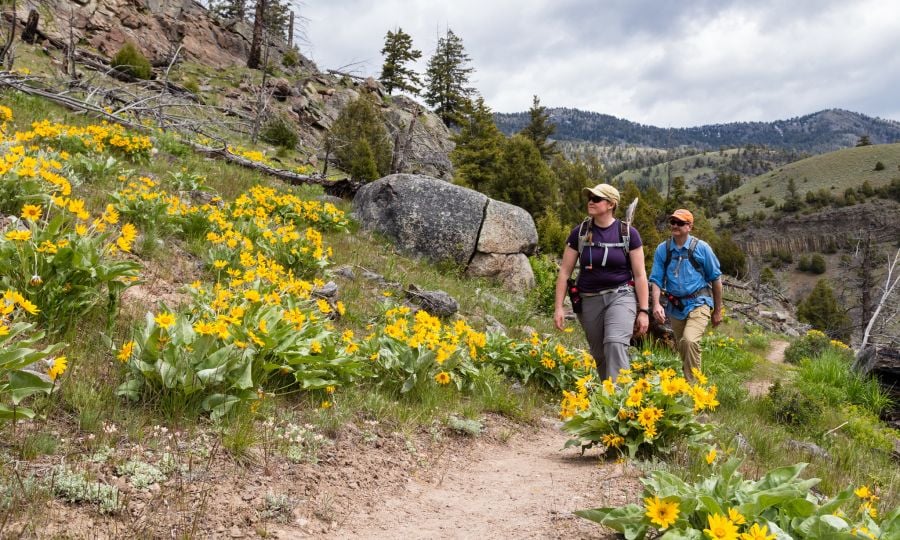 Hikers on trail with yellow flowers
