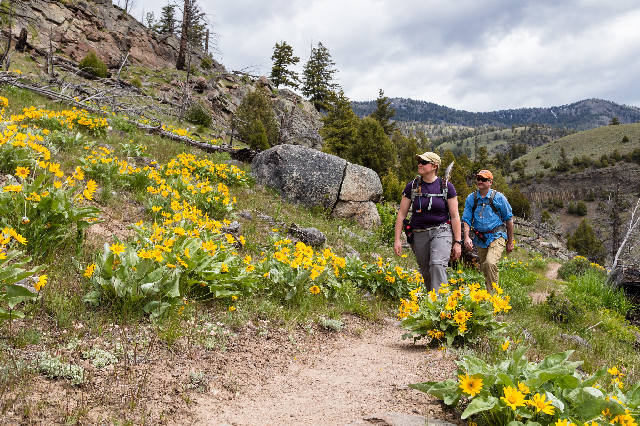 Hikers on trail with yellow flowers