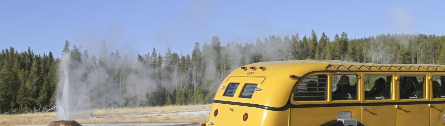 Historic Yellow Bus driving by geyser
