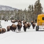 Snowcoach with bison on the road in winter