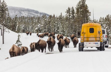Snowcoach with bison on the road in winter