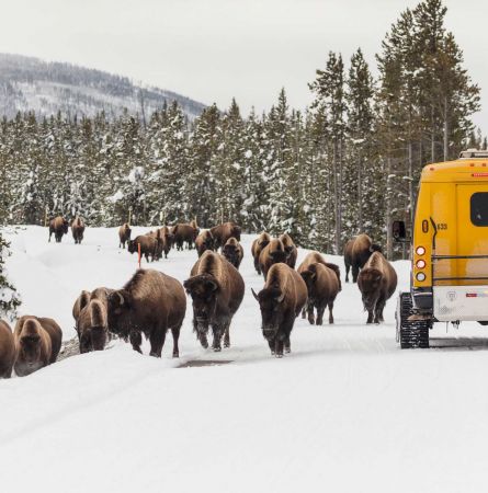 Snowcoach with bison on the road in winter