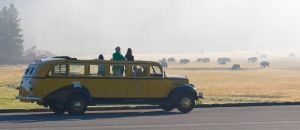 Historic yellow bus in Gibbon Meadow