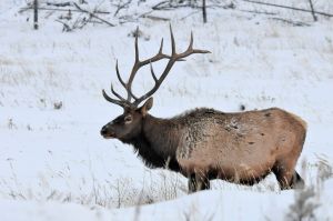 Winter Elk