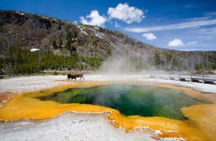 Emerald pool with bison roaming in background