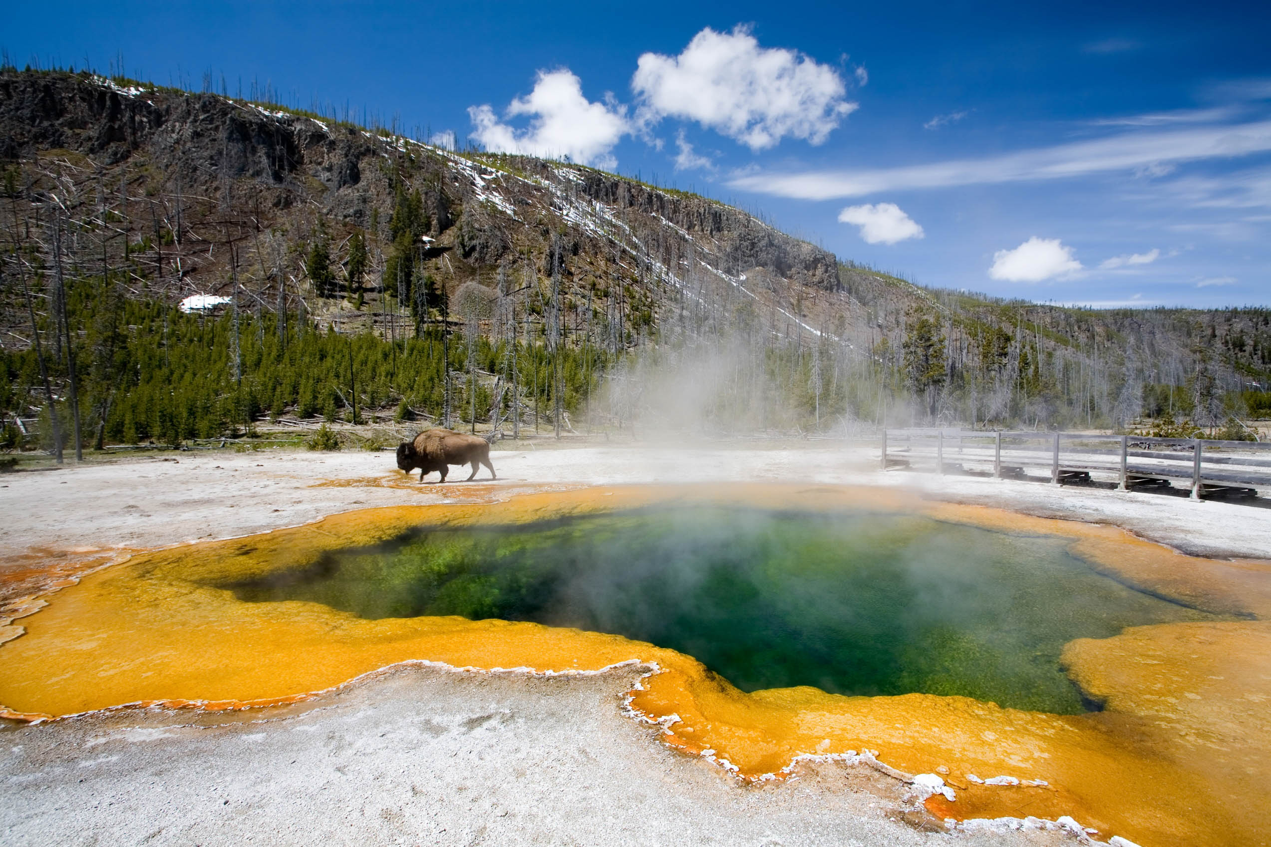 Emerald pool with bison roaming in background