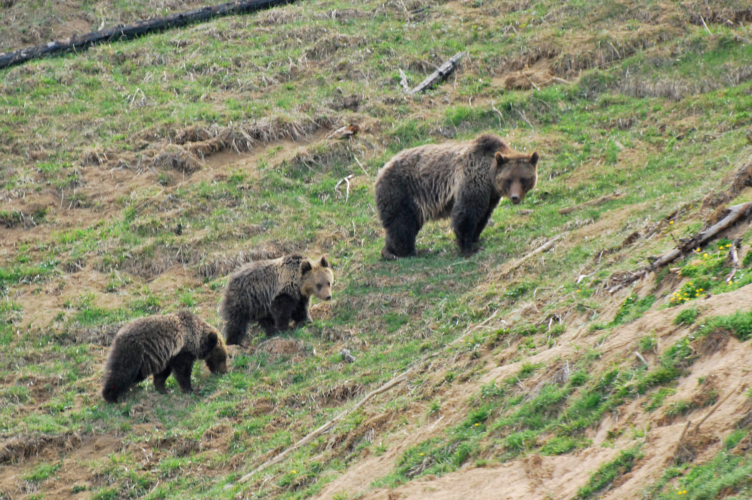 Grizzly bear mother with cubs