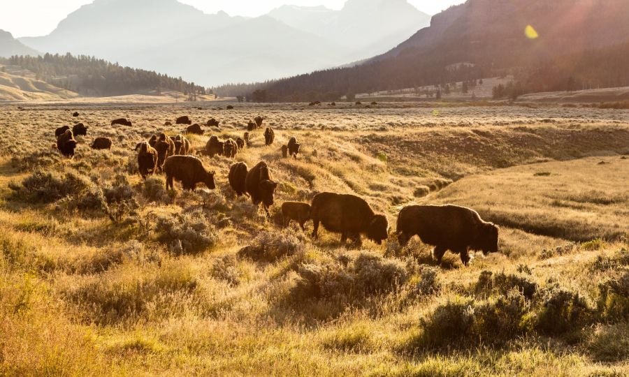 Herd of Bison at sunrise in Lamar Valley