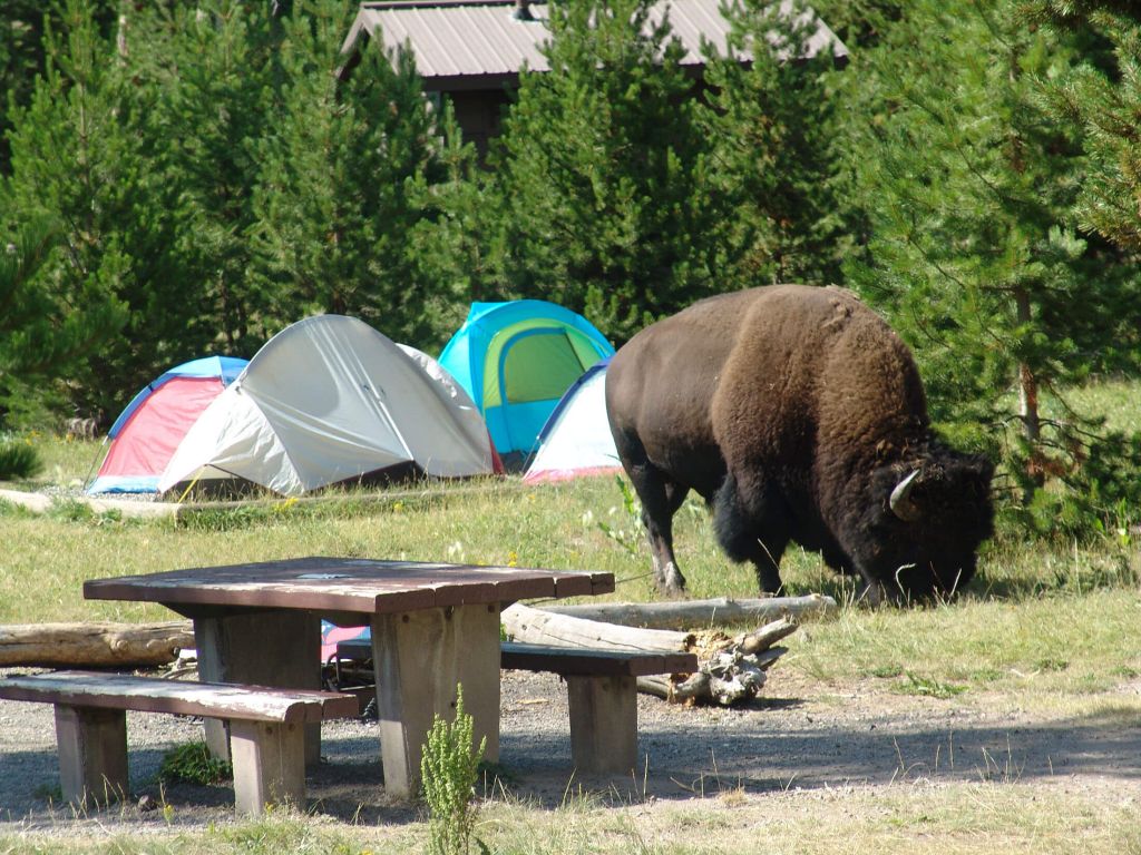 Yellowstone National Park Campground Map Madison Campground