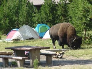 Bison with tents in the background
