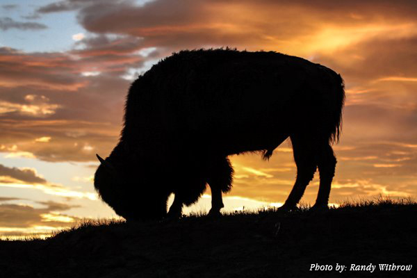buffalo-sunset