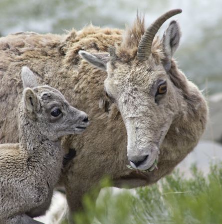 Yellowstone Hot Spot