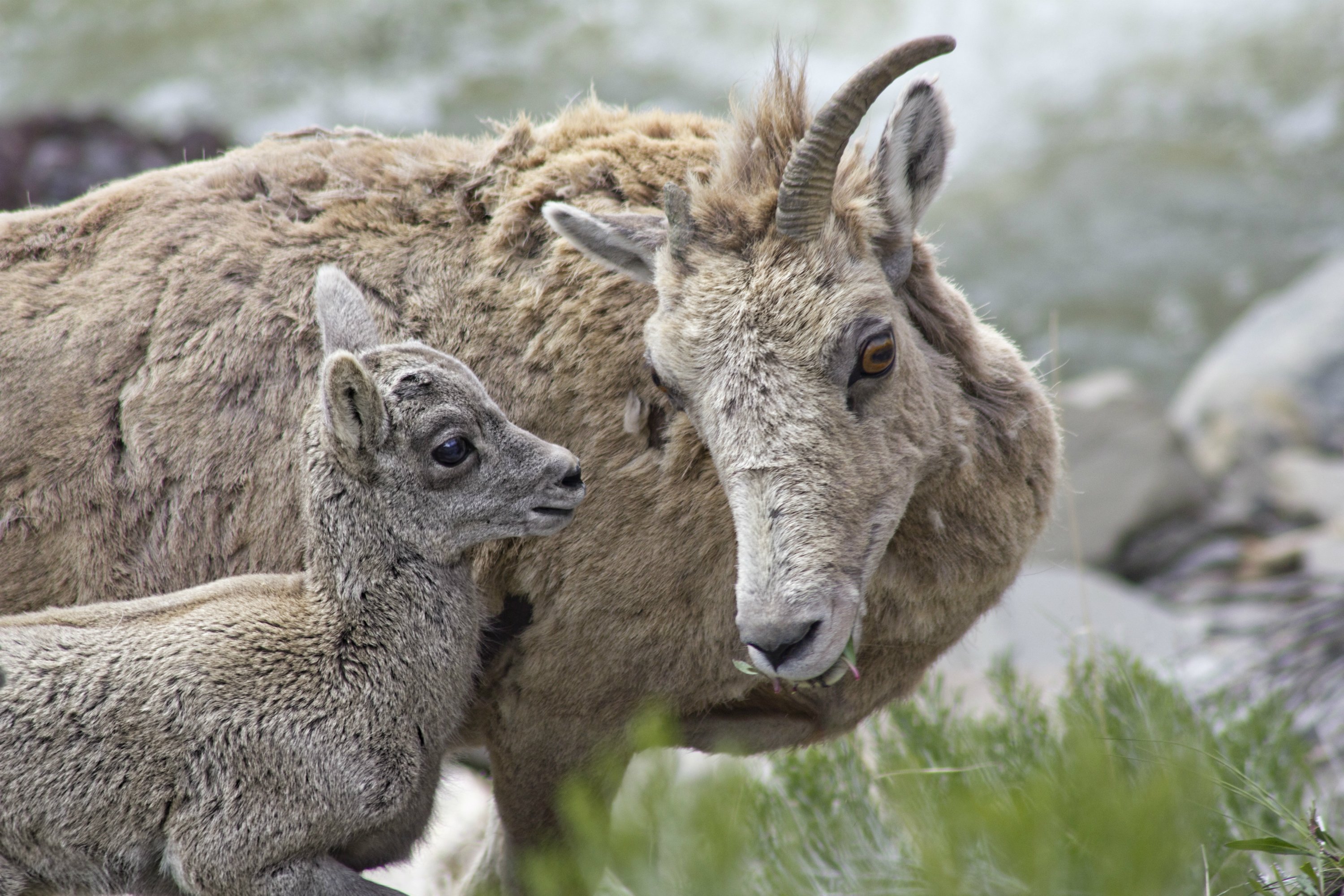 Big horn sheep with baby