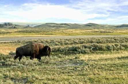 Bison roaming the field