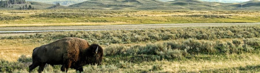 Bison roaming the field