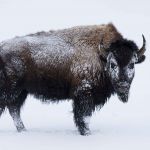 Bison in the winter