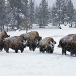 Buffalo wintering in the Upper Geyser Basin. Yellowstone National Park, Wyoming.