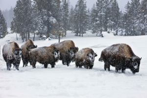 Buffalo wintering in the Upper Geyser Basin. Yellowstone National Park, Wyoming.