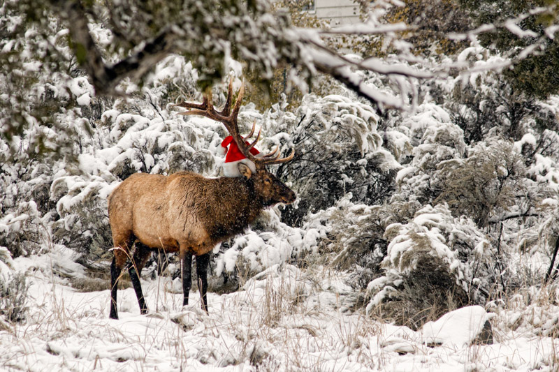 elk-16-santa-hat