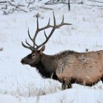 Elk in winter