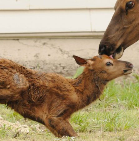 Meet Yellowstone’s Spring Babies [Infographic]