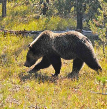 Yellowstone Hot Spot