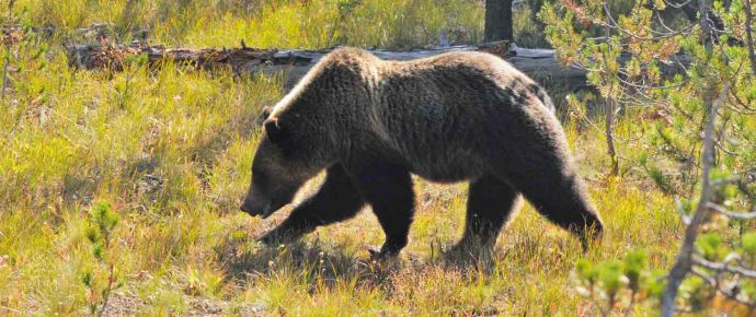 Spot These 8 Plants and Animals in Yellowstone [Infographic]