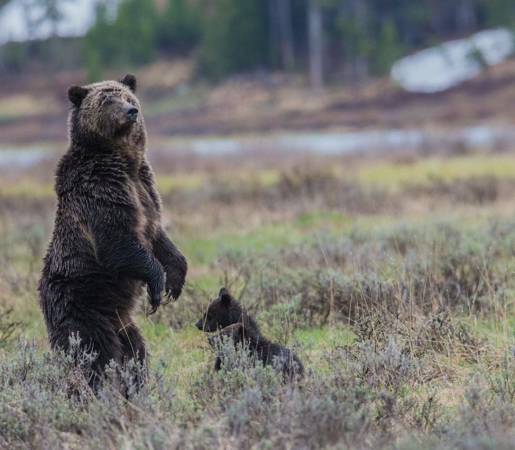 Grizzly Bear Yellowstone by angelainoregon 