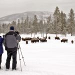 Winter tour watching bison