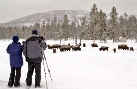 Secrets of Winter Wildlife Watching