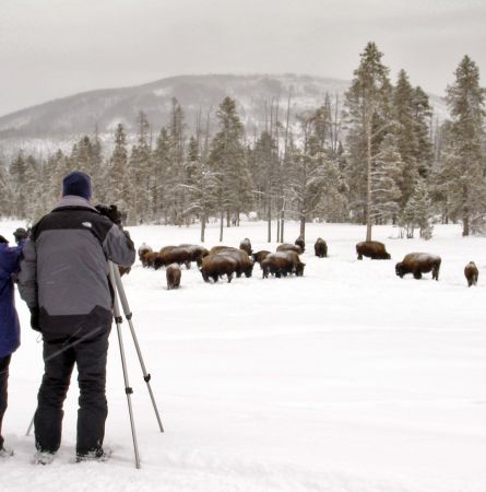 Secrets of Winter Wildlife Watching