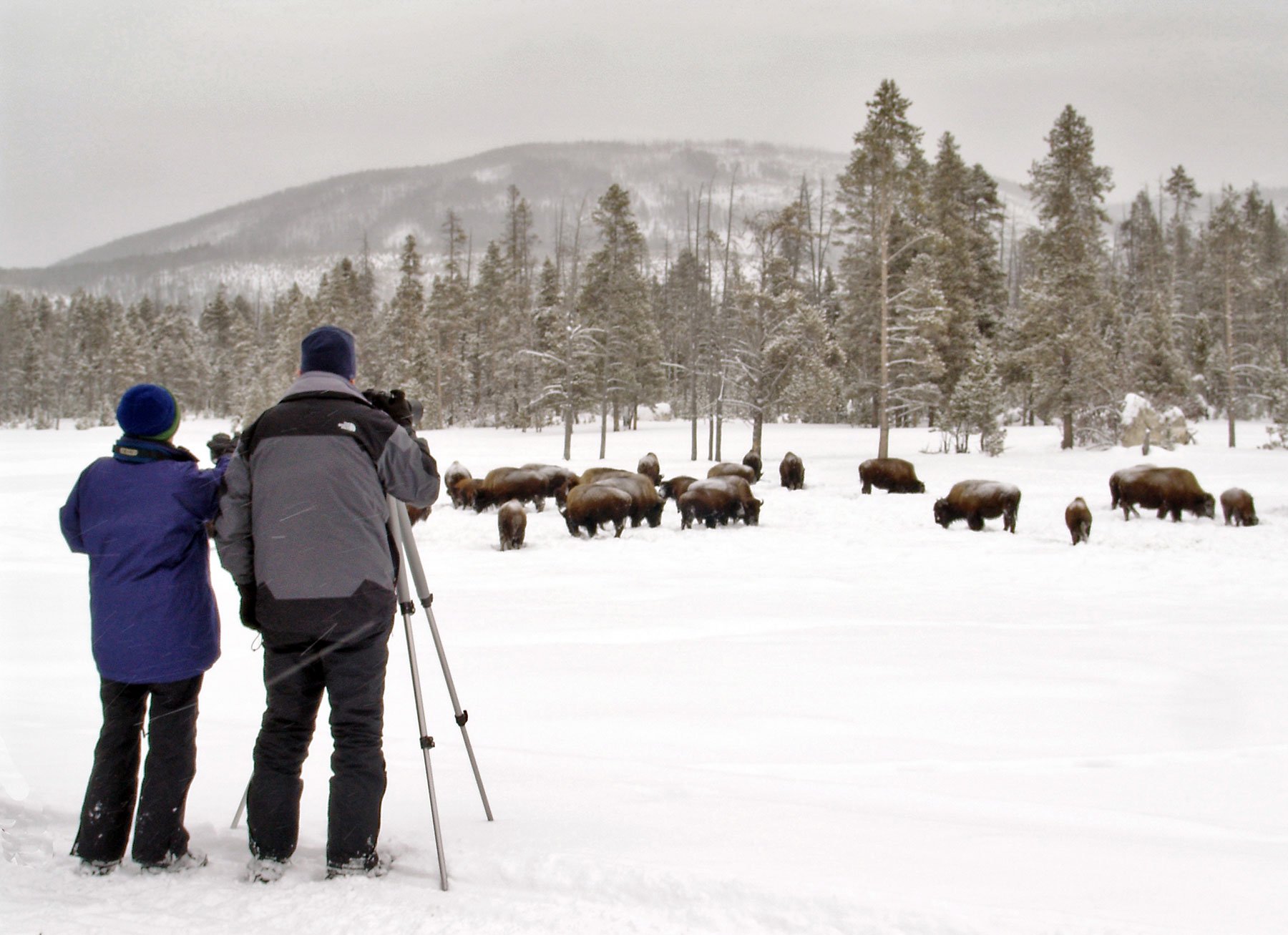 Winter-Yellowstone-Tour-(16)