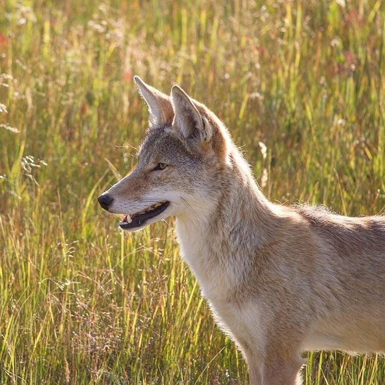 Yellowstone Coyote by Instagram user northeastern_roots