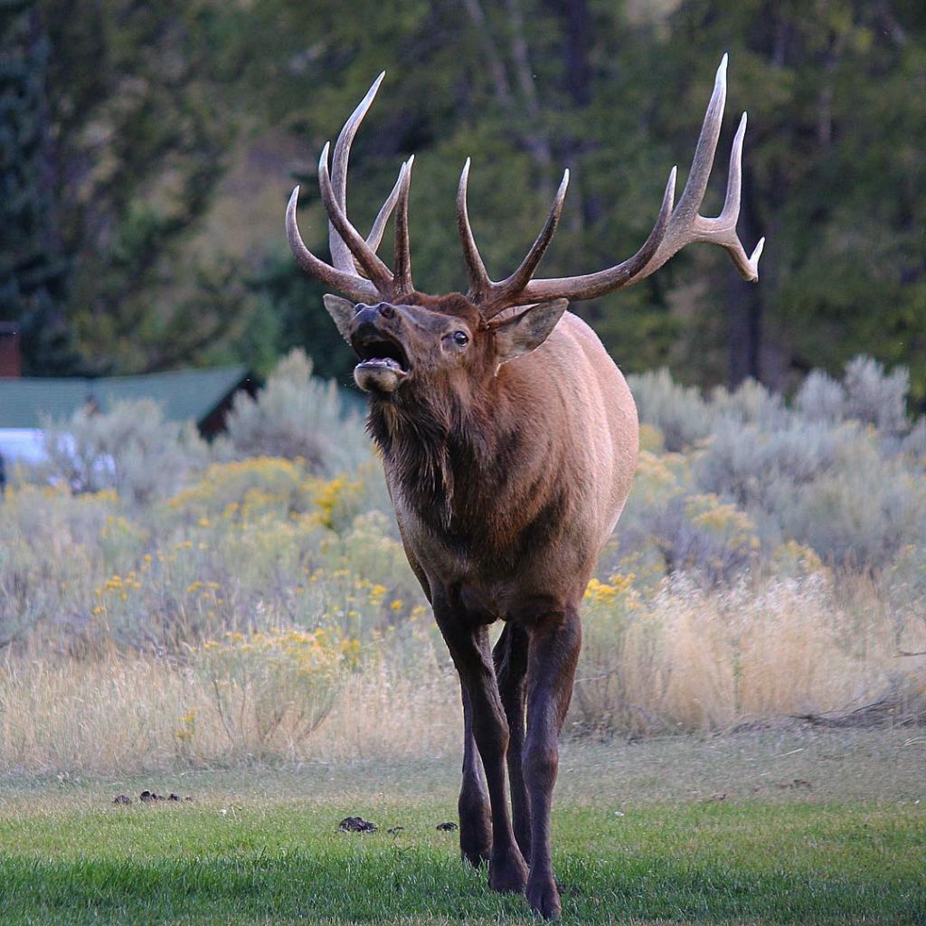 Image by jendegtjarewsky Mammoth Hot Springs Elk Rut Yellowstone
