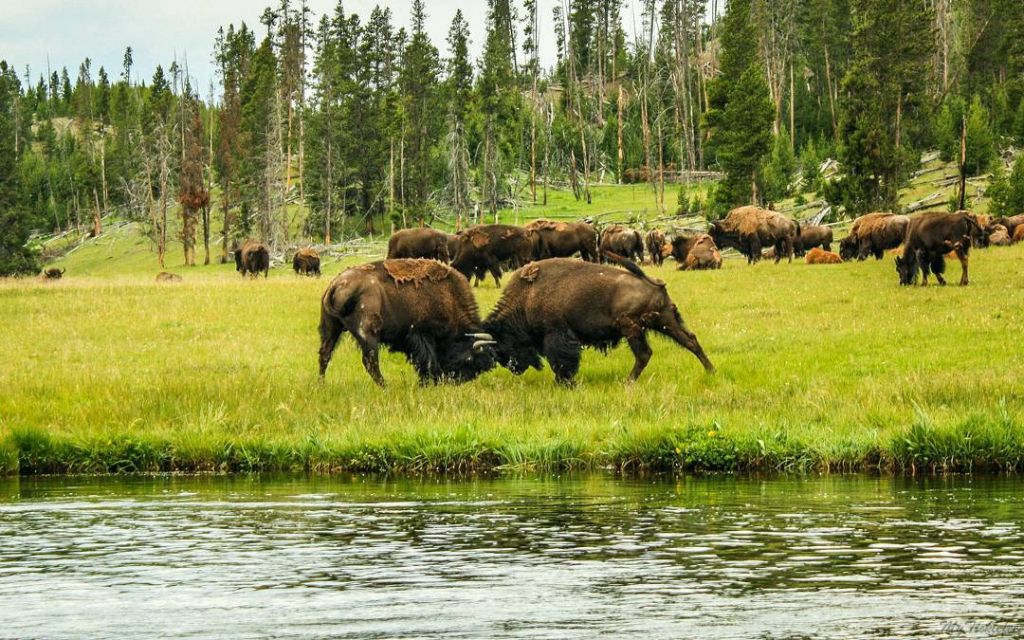Bison Rut Yellowstone by my_ticklefeet