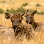 Two Elk sitting in the grass