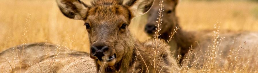 Two Elk sitting in the grass