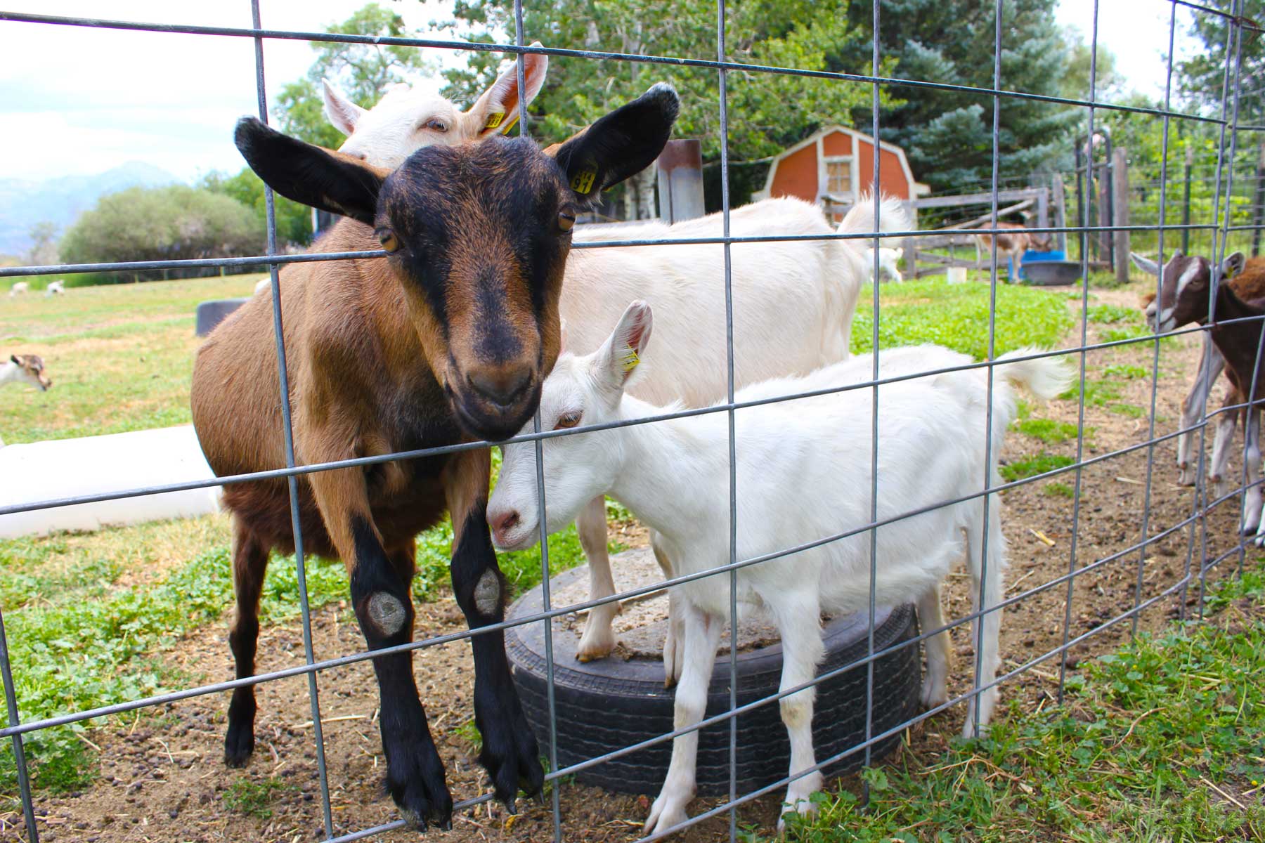 Amaltheia Organic Dairy Farm