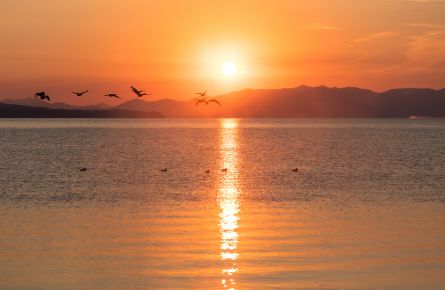 A flock of geese fly past a brilliant orange sunrise.