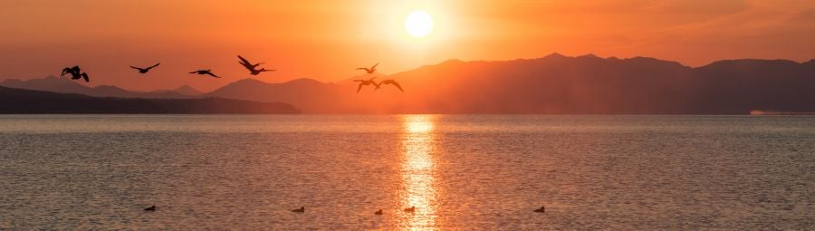 A flock of geese fly past a brilliant orange sunrise.