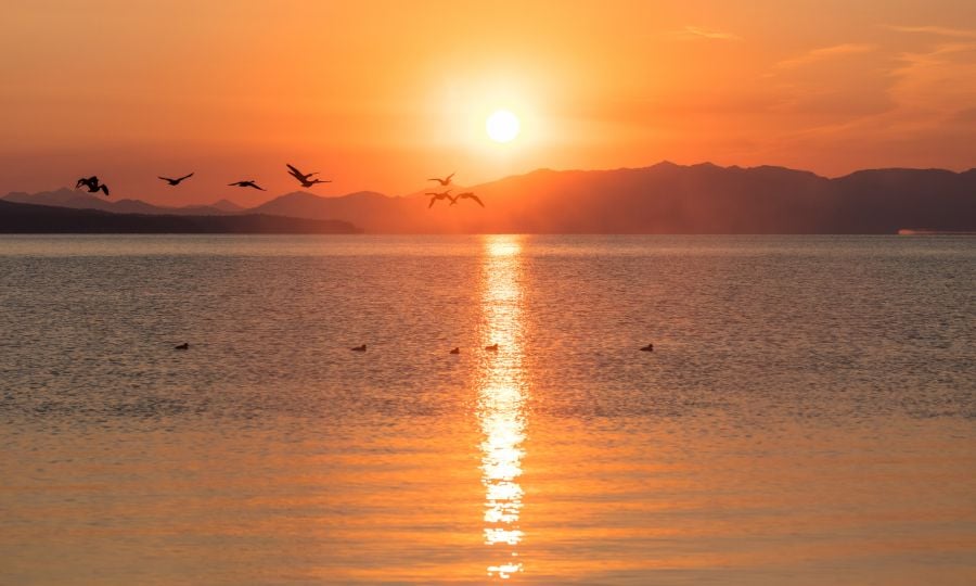 A flock of geese fly past a brilliant orange sunrise.