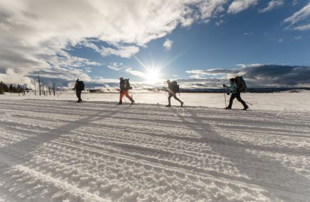 Backcountry campers ski along the road in Lower Geyser Basin at sunset